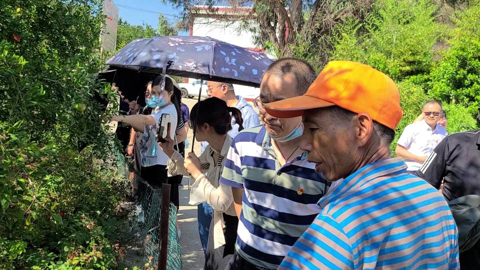 大田石榴园交流